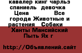  кавалер кинг чарльз спаниель -девочка › Цена ­ 45 000 - Все города Животные и растения » Собаки   . Ханты-Мансийский,Пыть-Ях г.